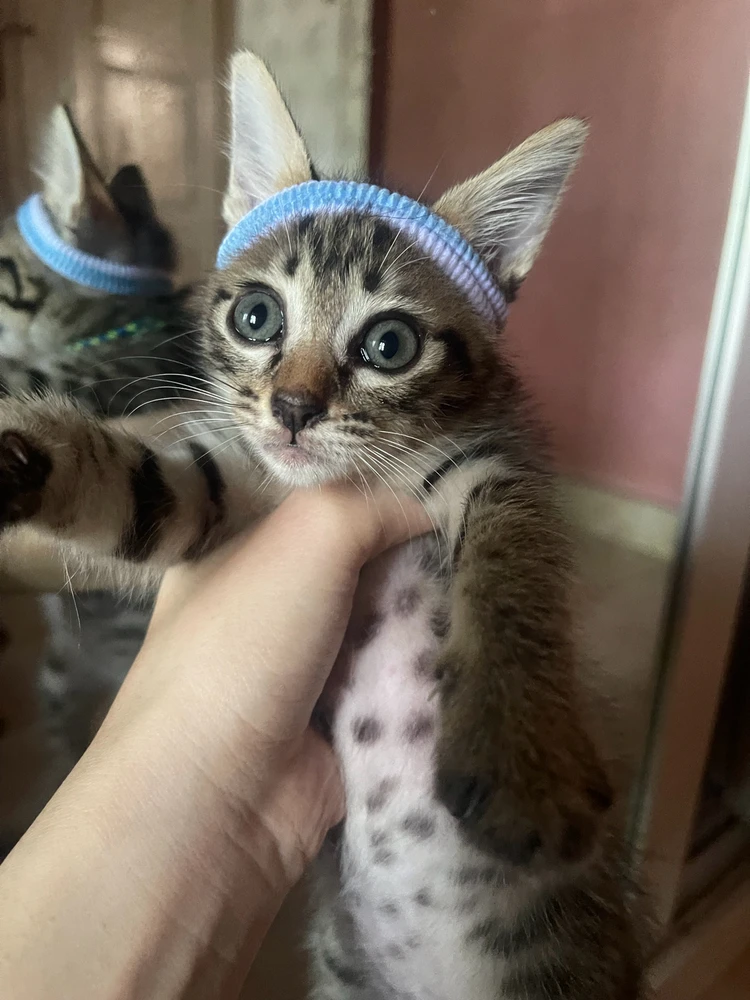 GIF uploaded by Adis