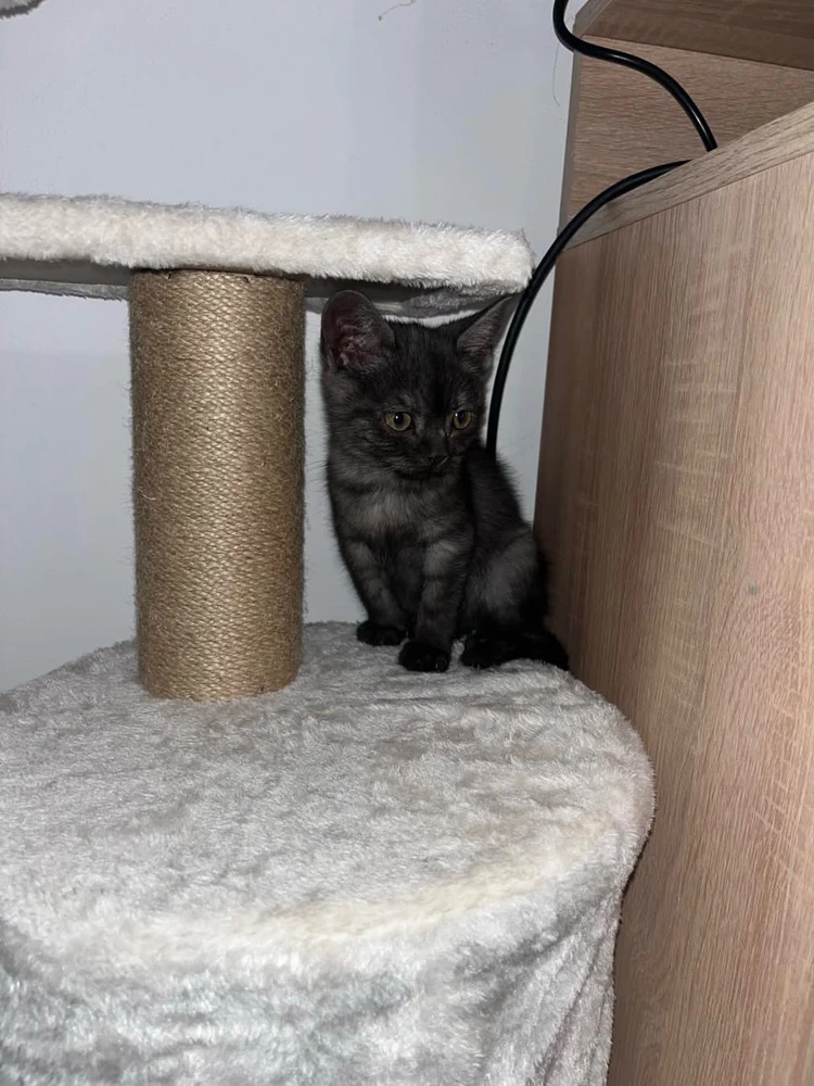 GIF uploaded by Sebastian