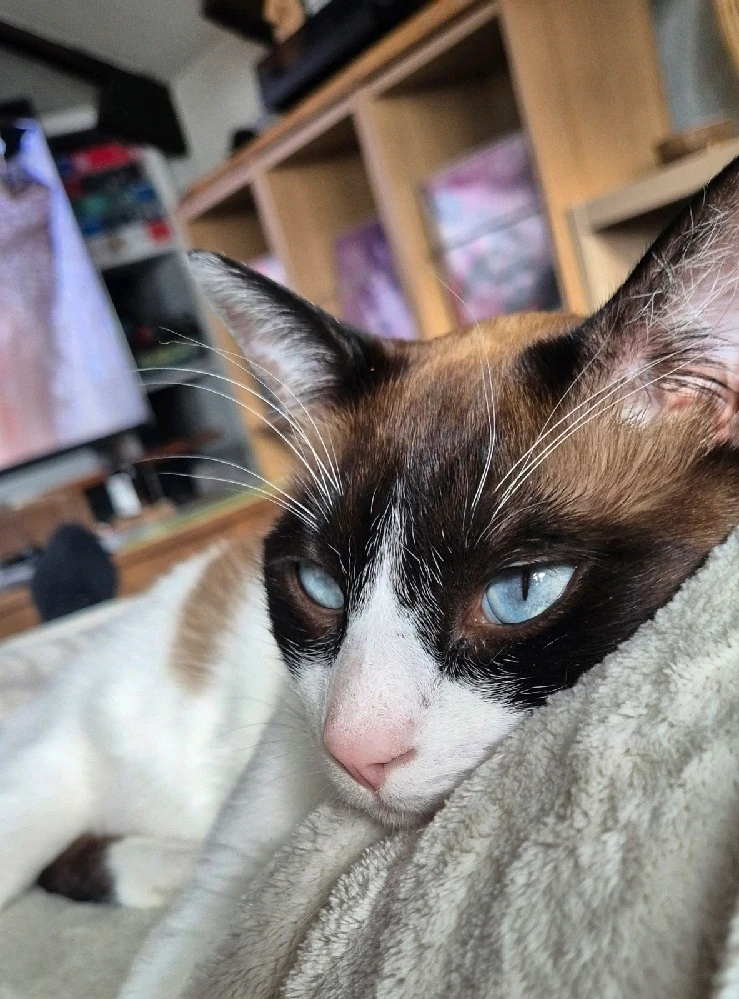 GIF hochgeladen von 𝕾𝖆𝖇𝖚