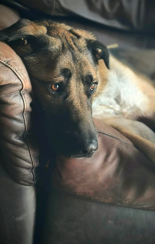 Image uploaded by Lewis