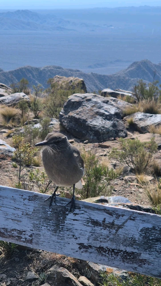 Imagen subida por Arístides