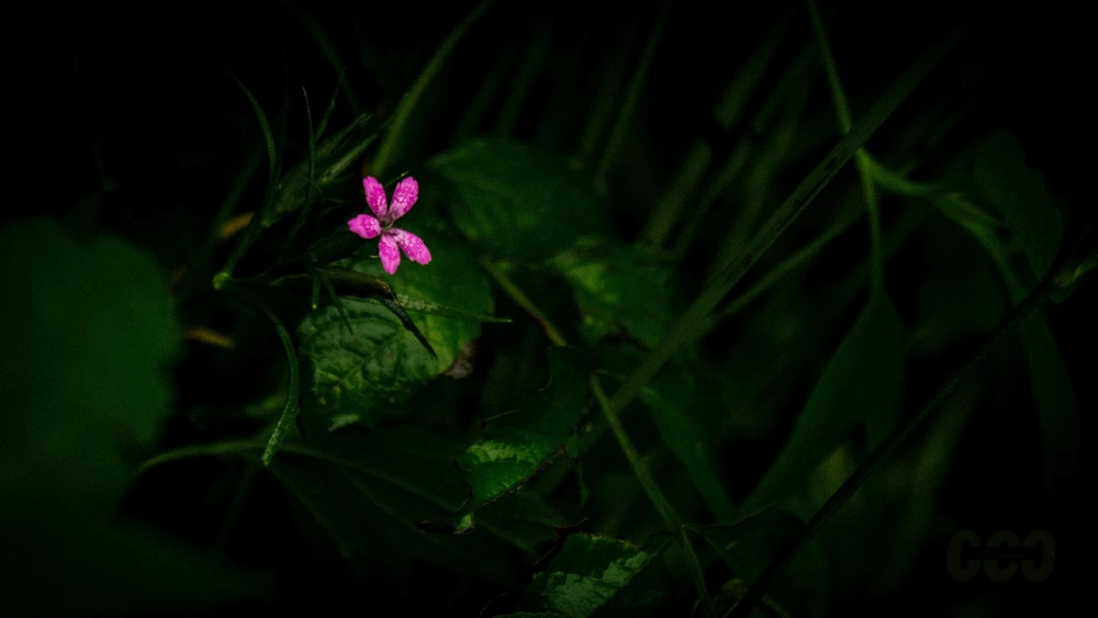 GIF uploaded by Peter Custodio