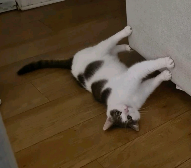 GIF uploaded by Shaun