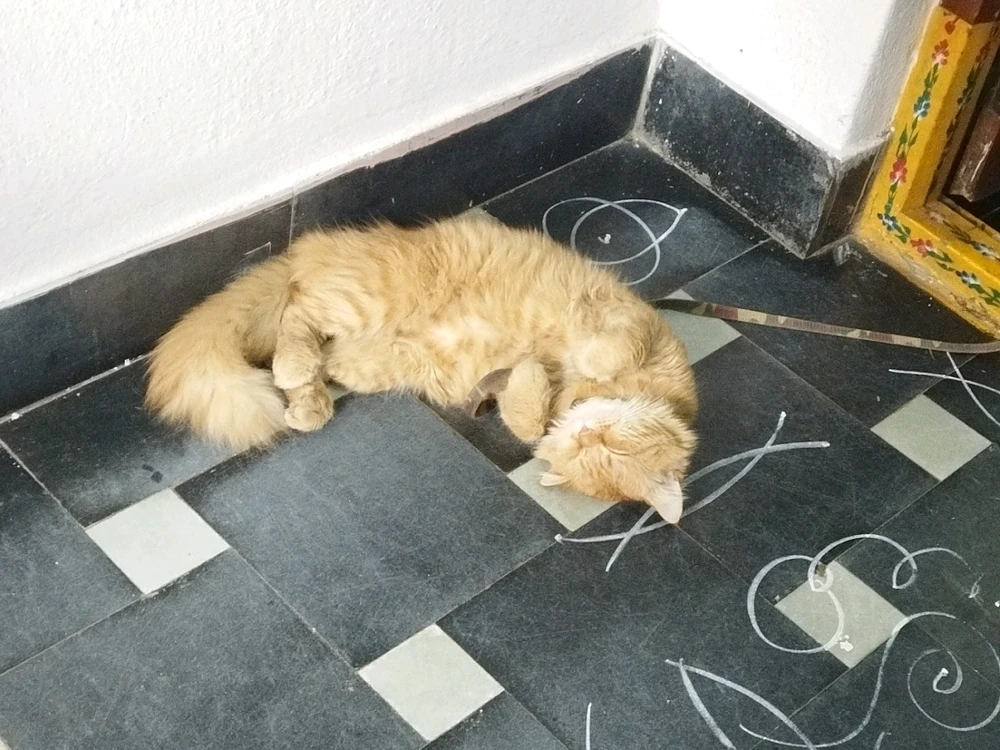 GIF uploaded by Jignash