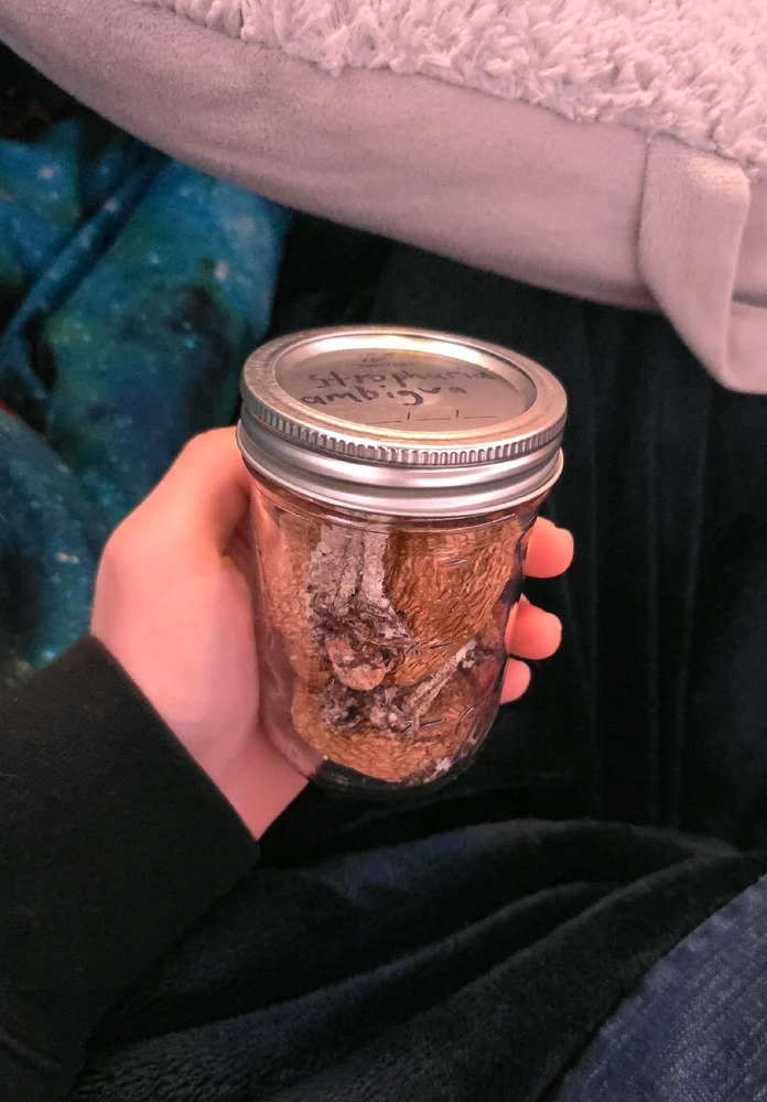 Jar of dried Stropharia Ambigua mushrooms