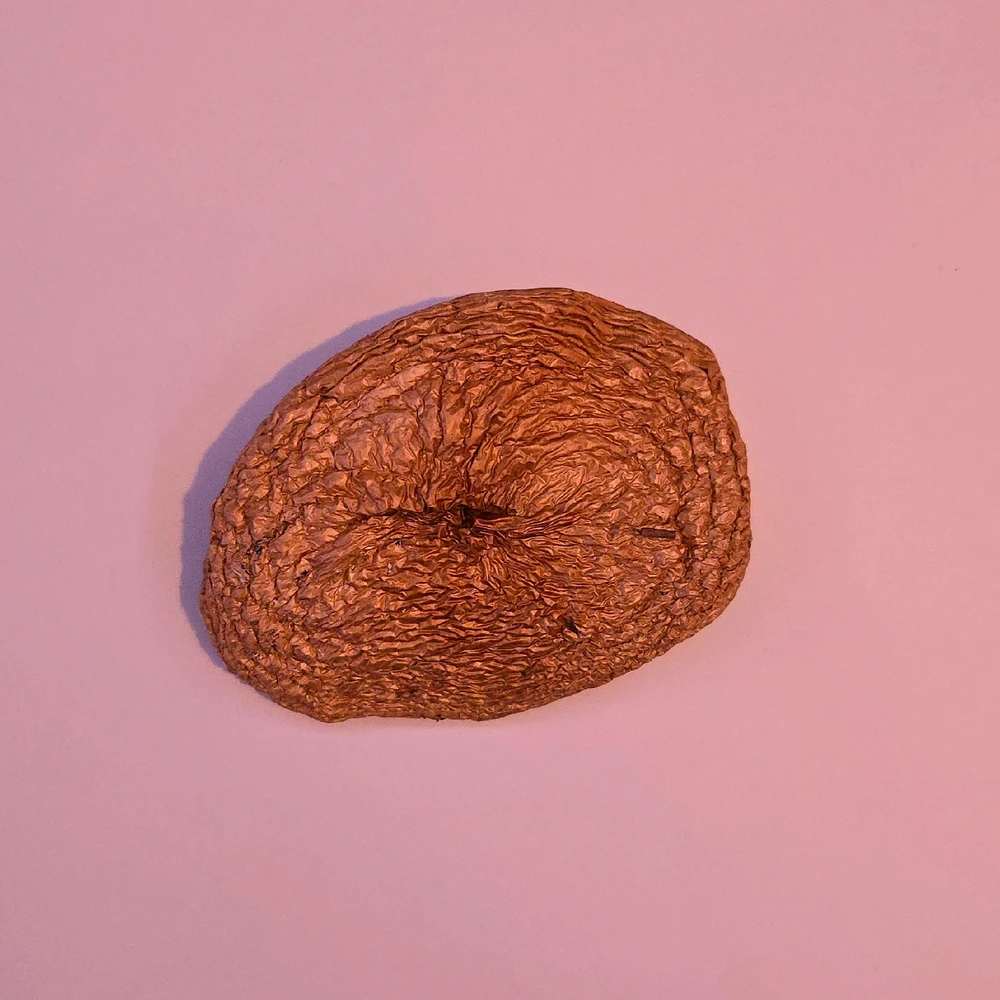 Beautiful golden dried Stropharia Ambigua cap