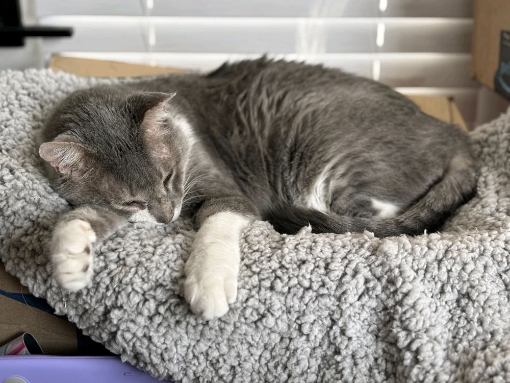 Ronnie - passed in February