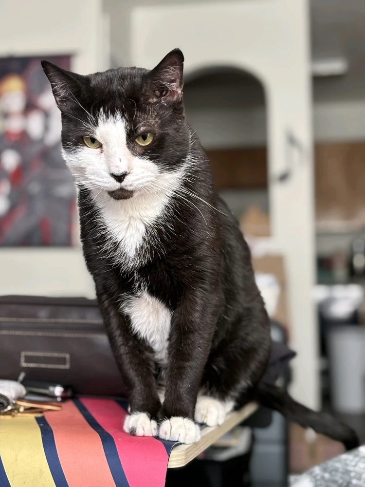 Oro - passed in April