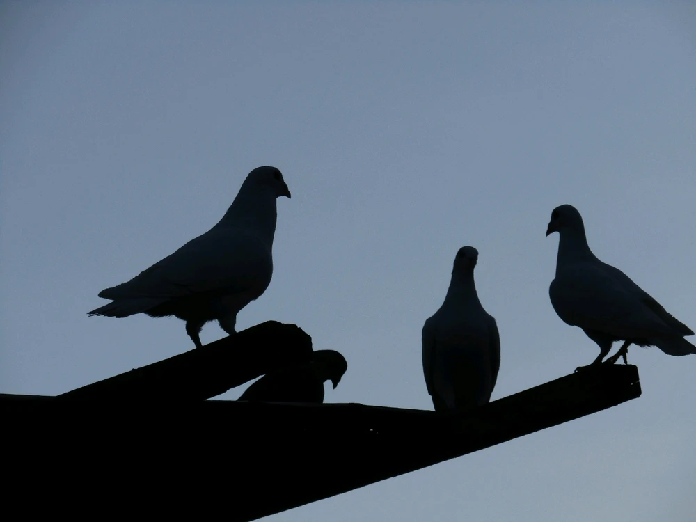 GIF uploaded by kiki