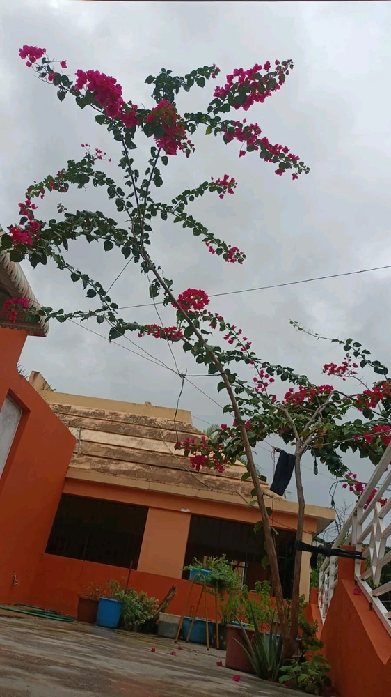 Image uploaded by Exi