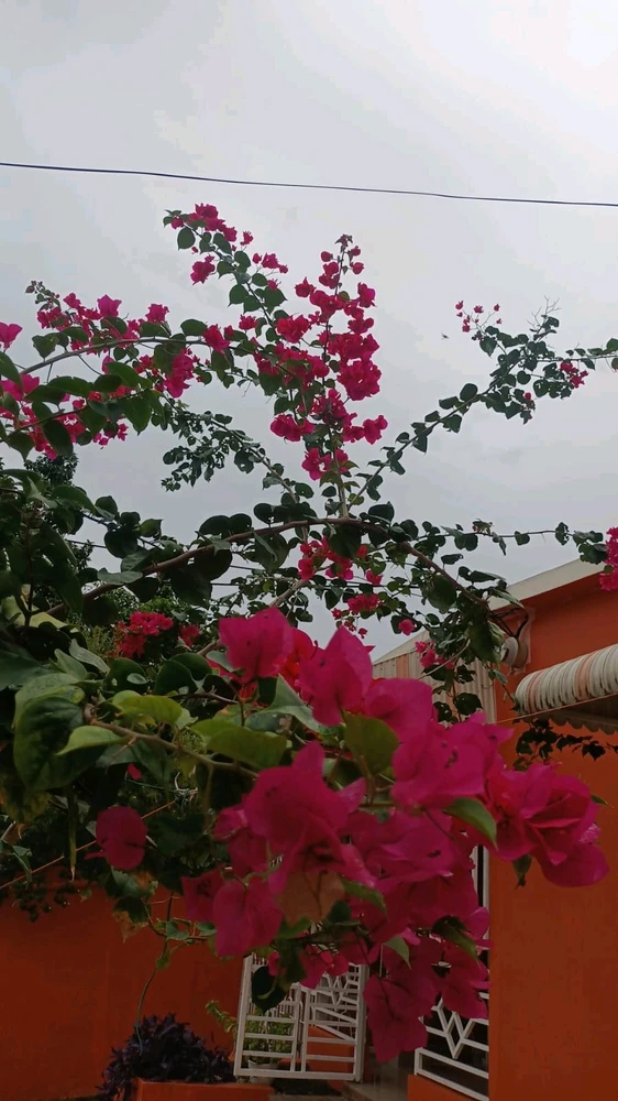 Image uploaded by Exi