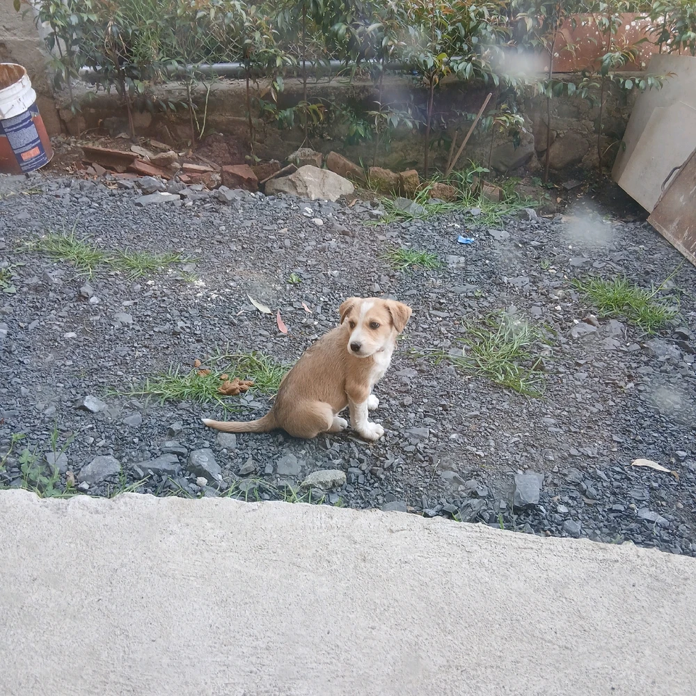 Comunidad de Dogs | Universo de Dogs en Boo, image size:1000x1000