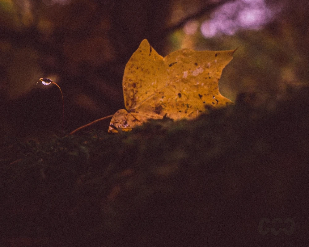 GIF uploaded by Peter Custodio