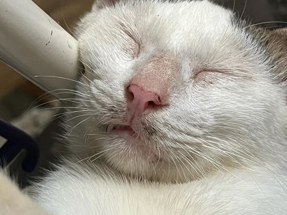 Image uploaded by Veronica