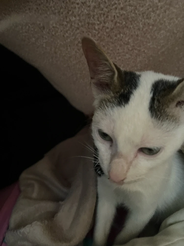 Image uploaded by Veronica