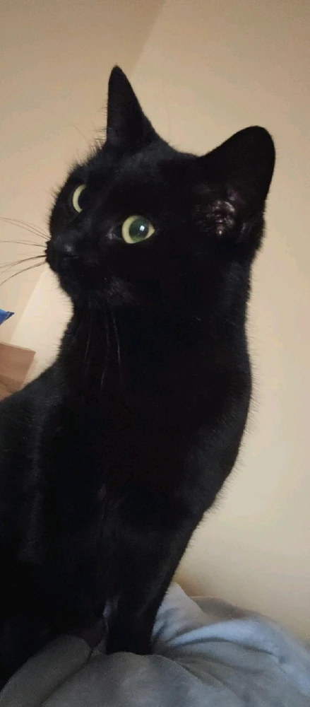 GIF uploaded by Dobromir