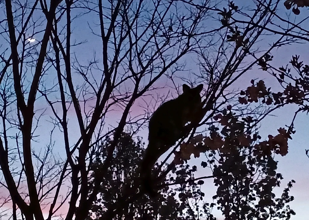 GIF uploaded by Goaty