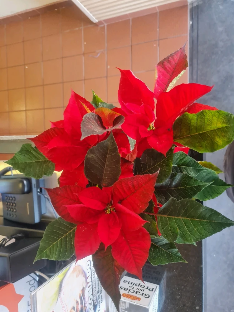 Imagen subida por Dante