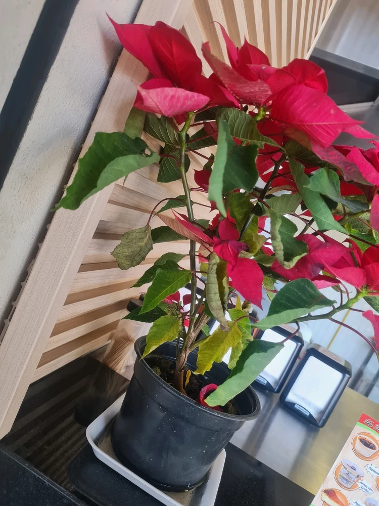 Imagen subida por Dante