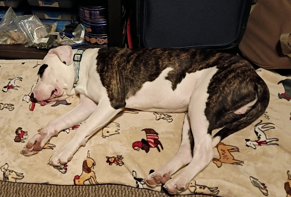 GIF uploaded by Cody