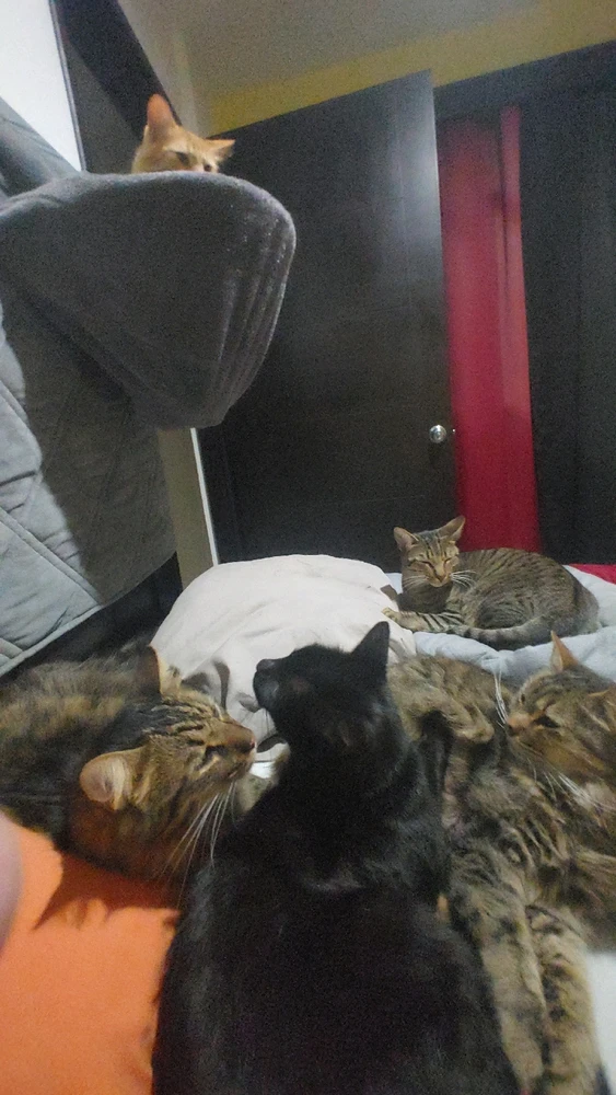 Image uploaded by ❤ Sophia aka Mango Mami ❤️