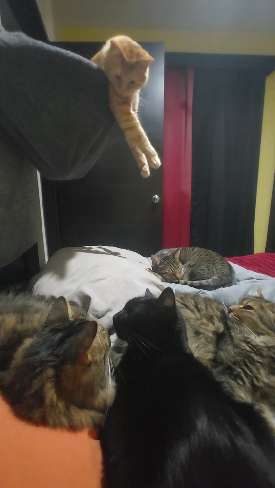 Image uploaded by ❤ Sophia aka Mango Mami ❤️