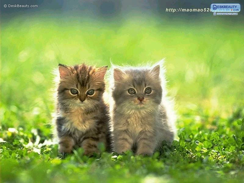 Image uploaded by srkraidu