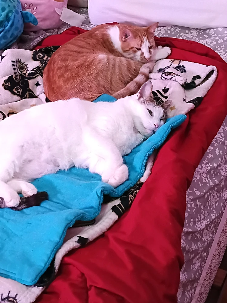 GIF uploaded by Ronie