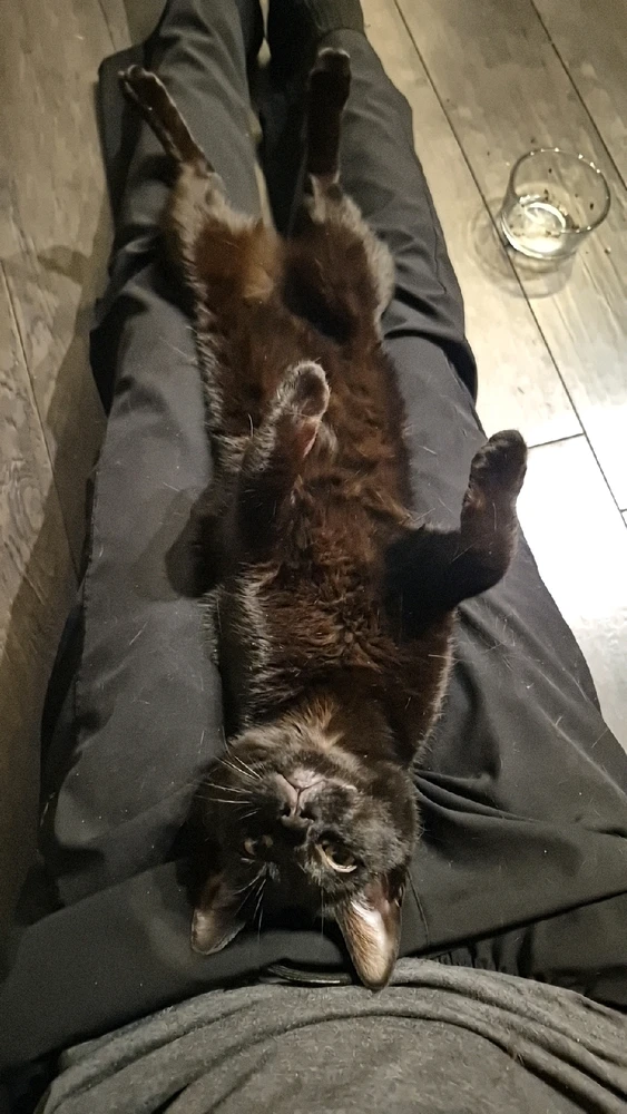 GIF uploaded by Wyatt