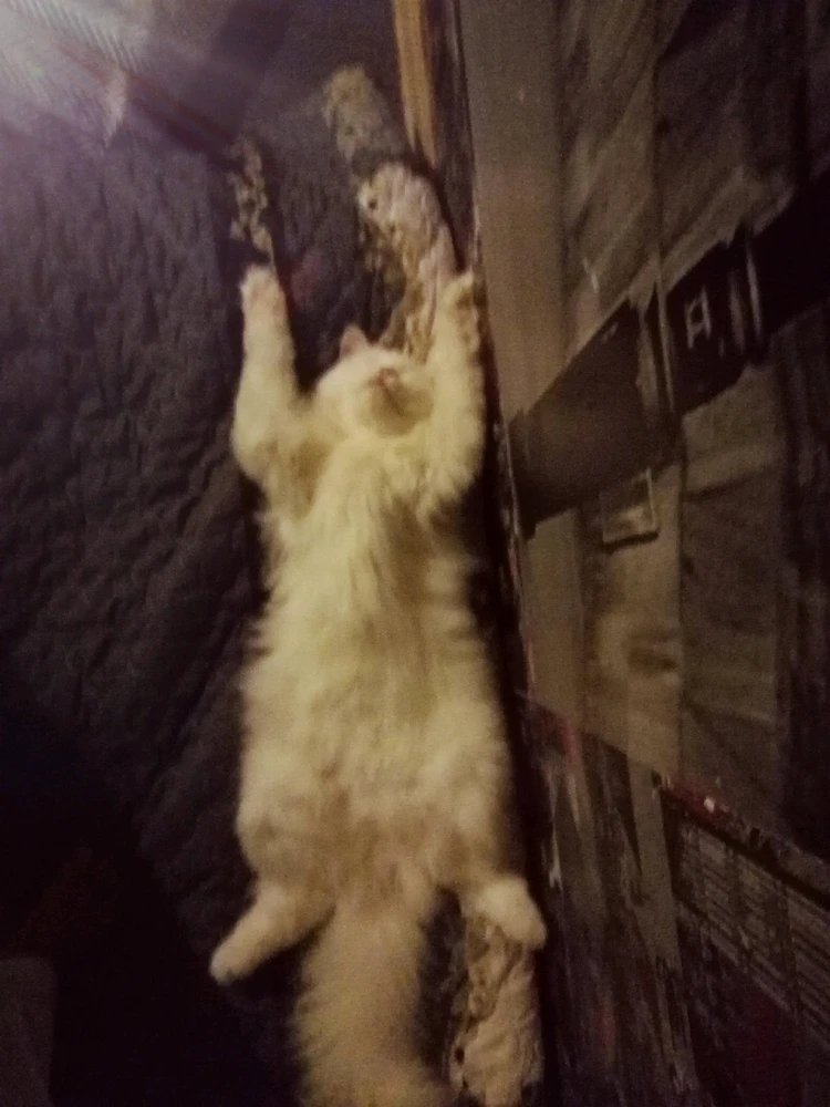 Image uploaded by Şehir