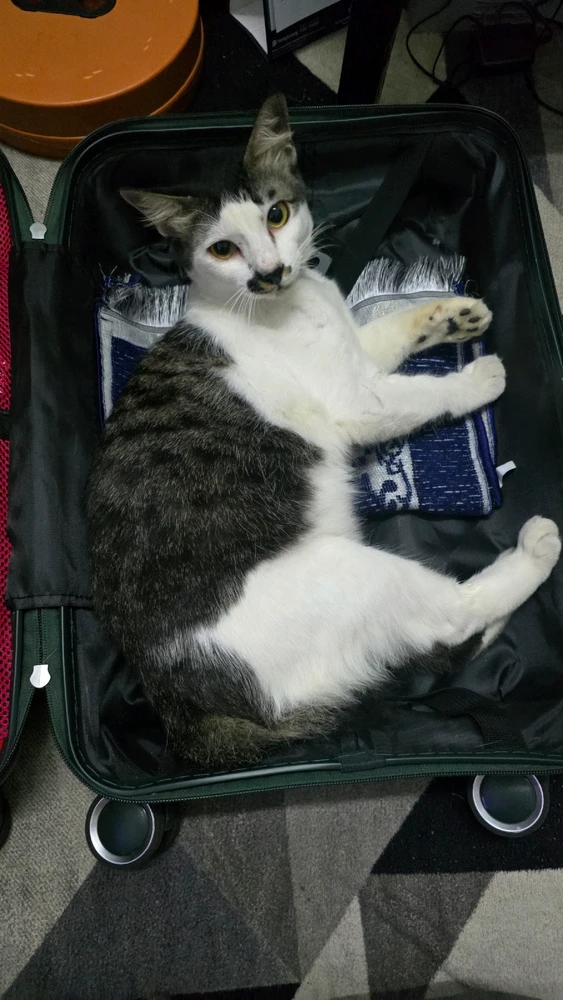 GIF uploaded by Shafiq