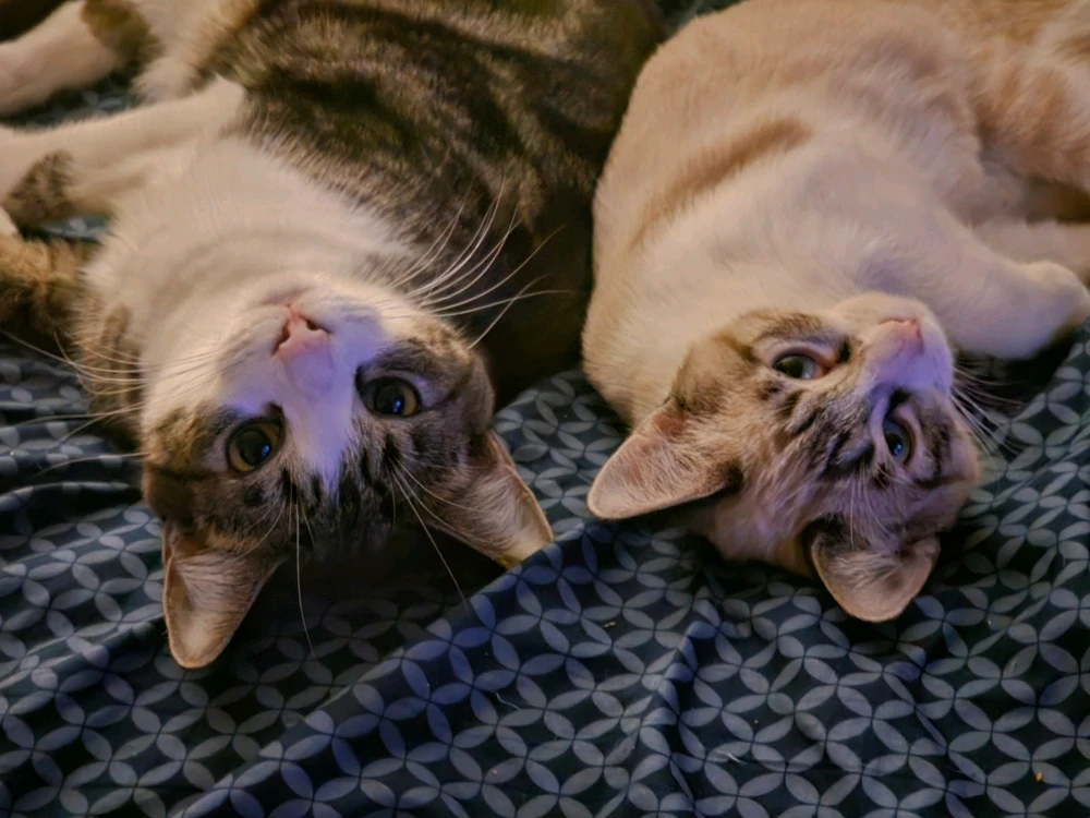 GIF uploaded by Chazz