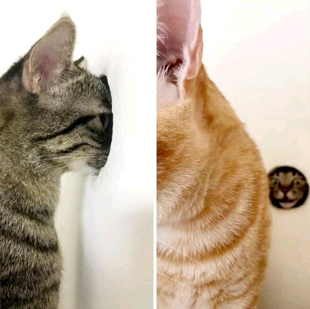 GIF hochgeladen von Doris