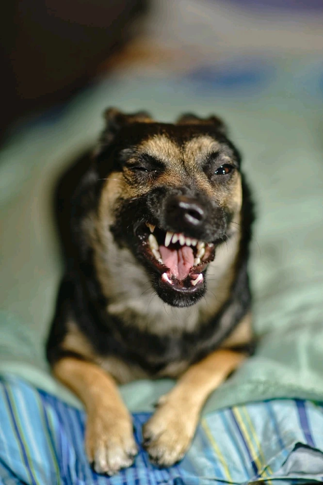 Bild hochgeladen von Goran