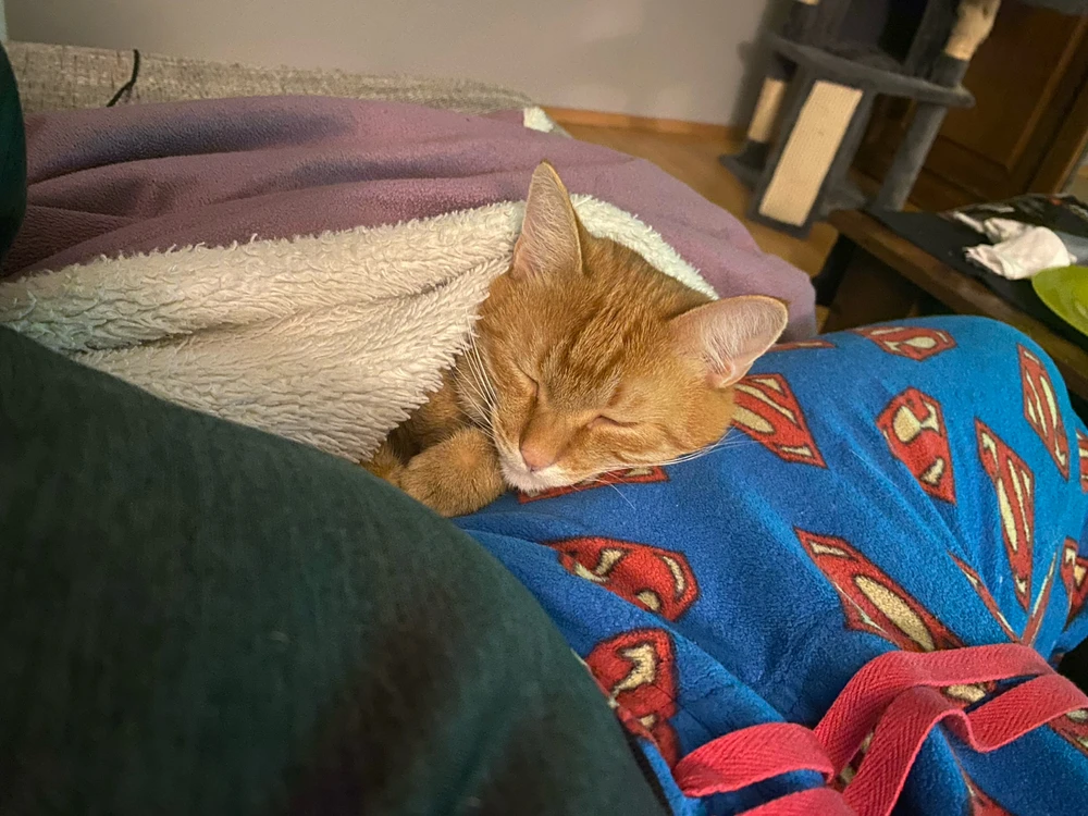 GIF încărcat de Idor