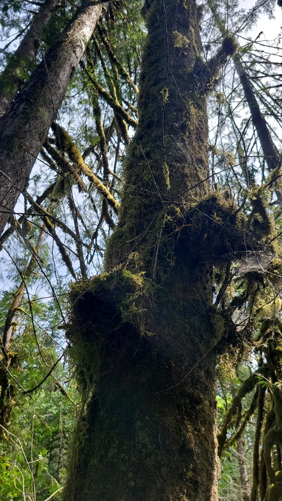 GIF diunggah dening K