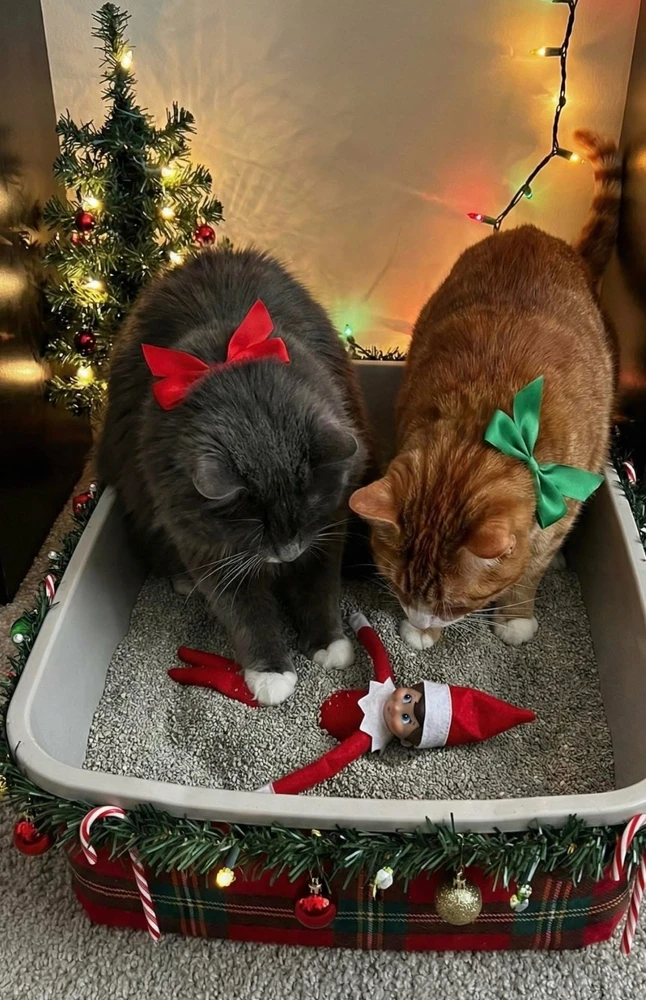 GIF uploaded by bellissima