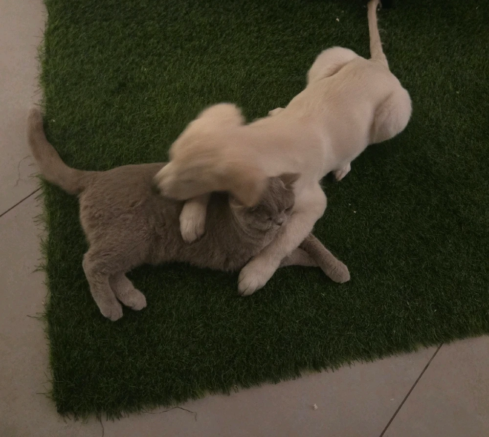 GIF uploaded by Andrey Bist