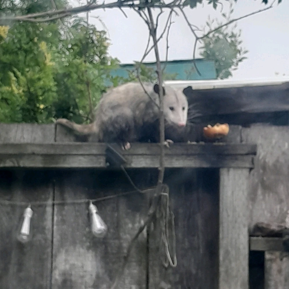 Image uploaded by William