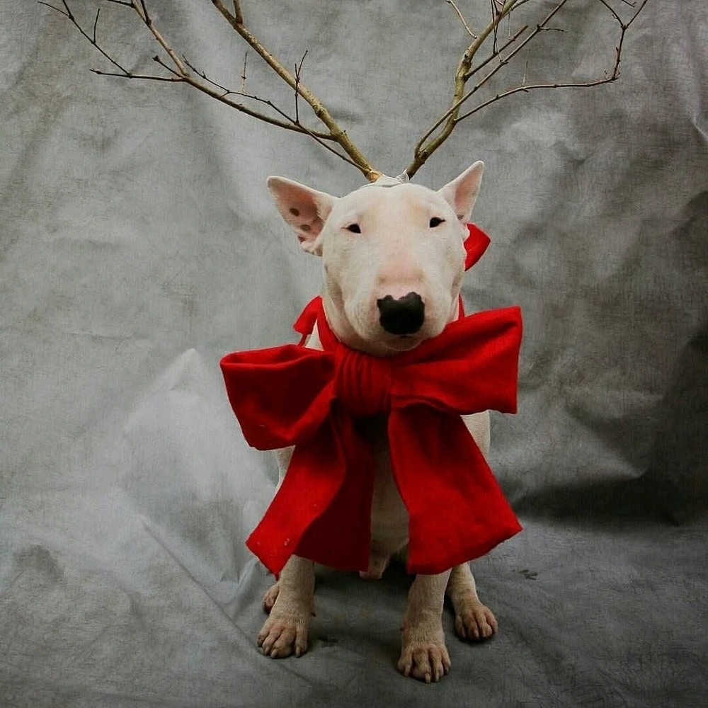 GIF hochgeladen von Osthexe