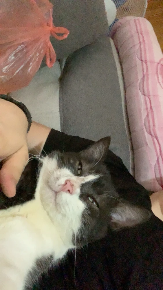 GIF otpremio/la Lazar