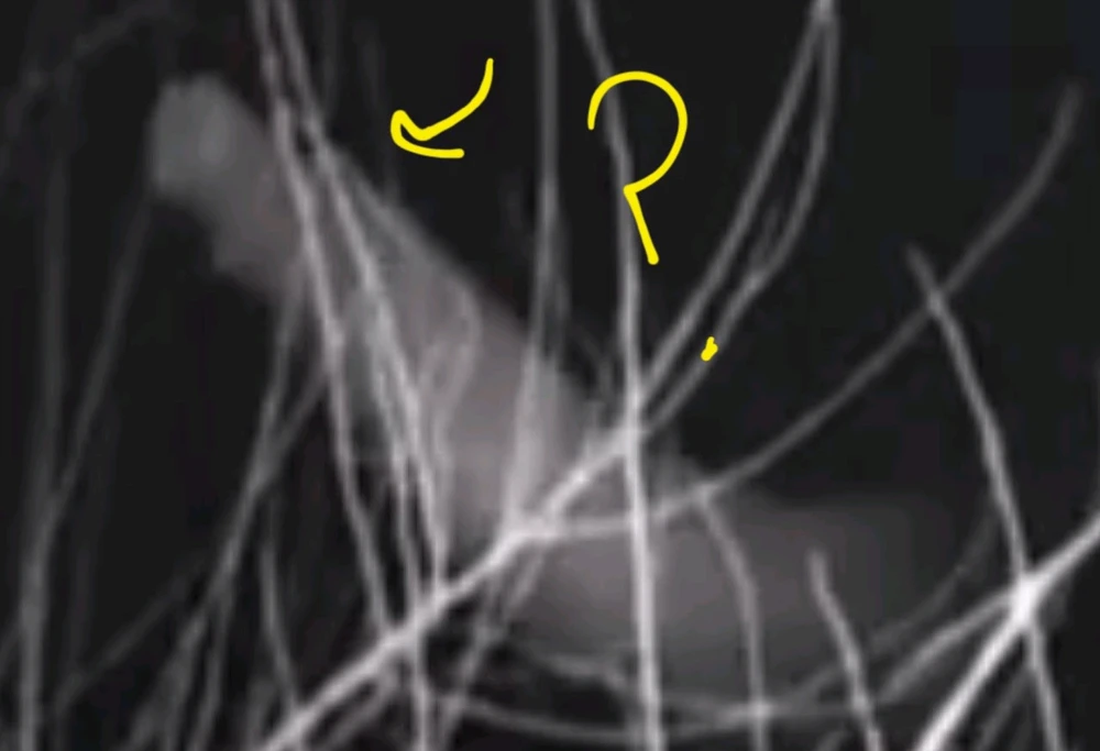 Image uploaded by Ever B