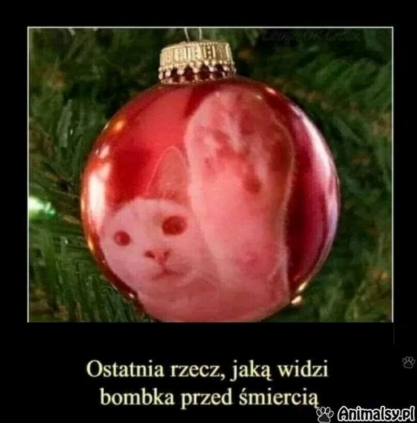 Zdjęcie dodane przez Ania