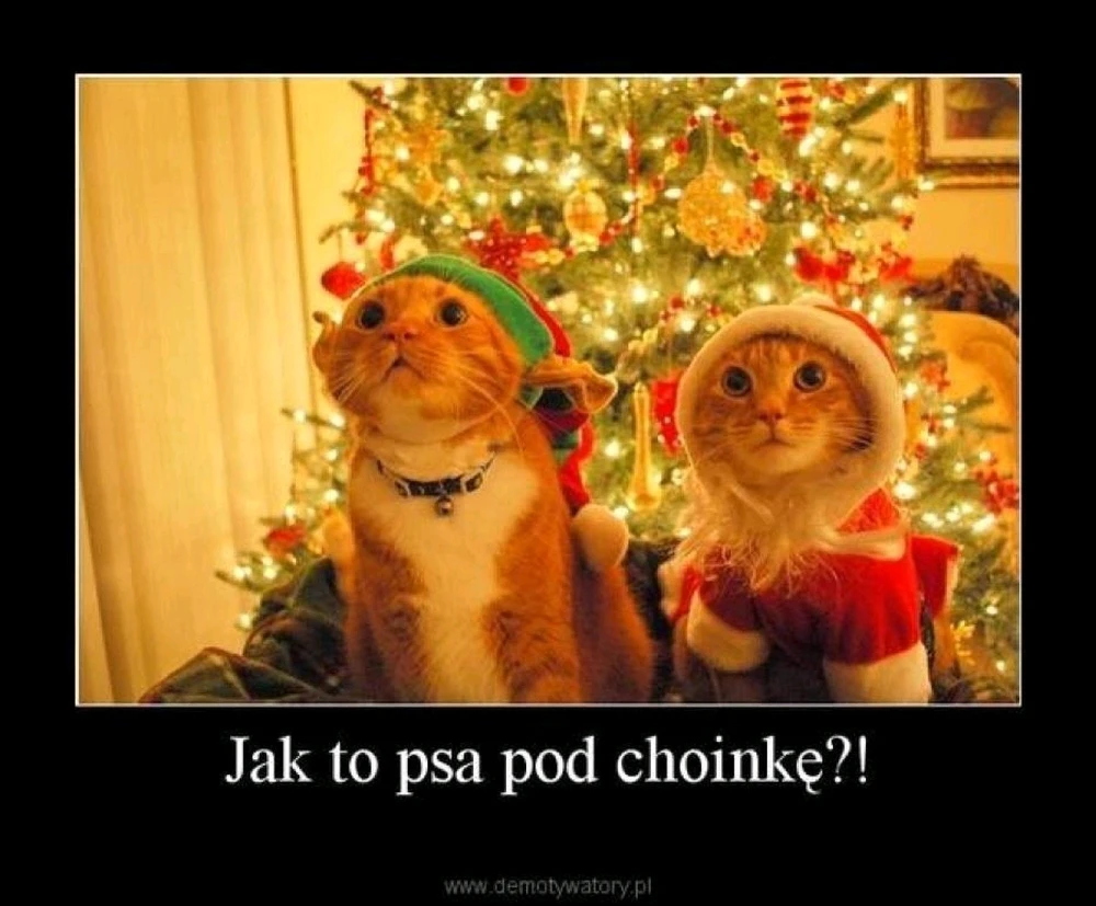 Zdjęcie dodane przez Ania