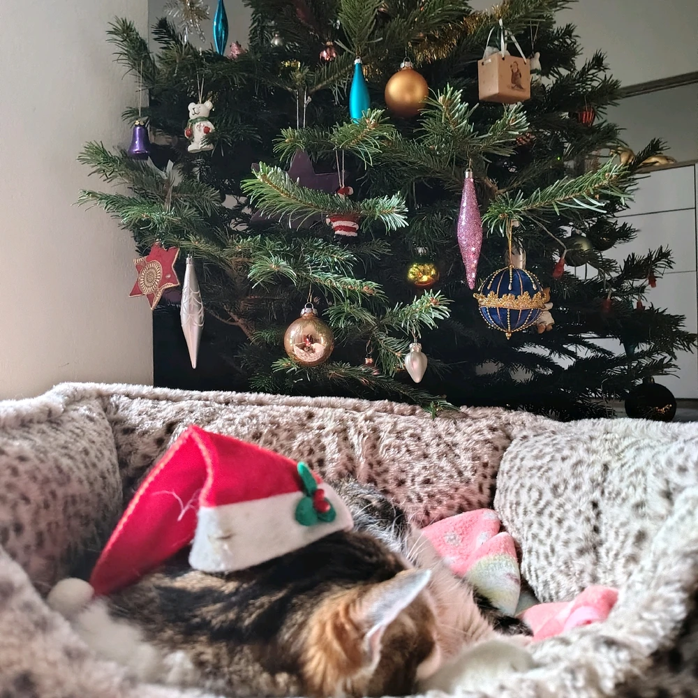 Image uploaded by Sirius