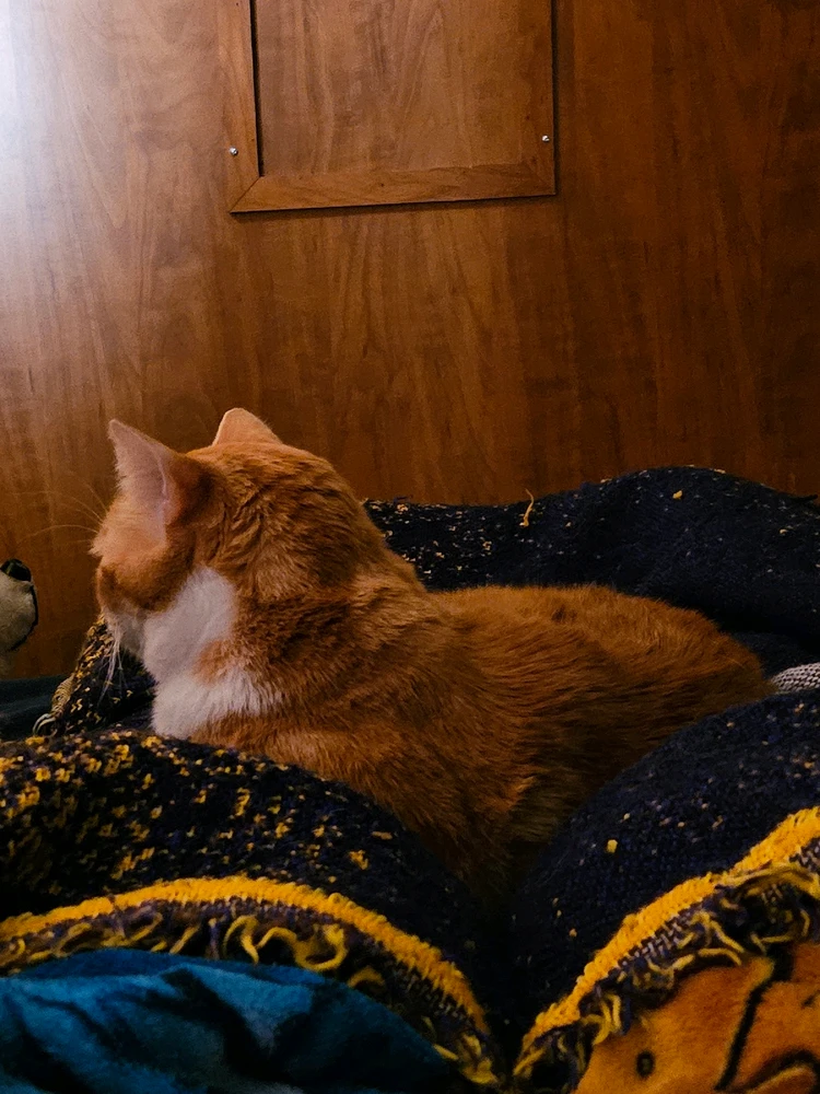 GIF diunggah dening Mackenzie (Nightshade)