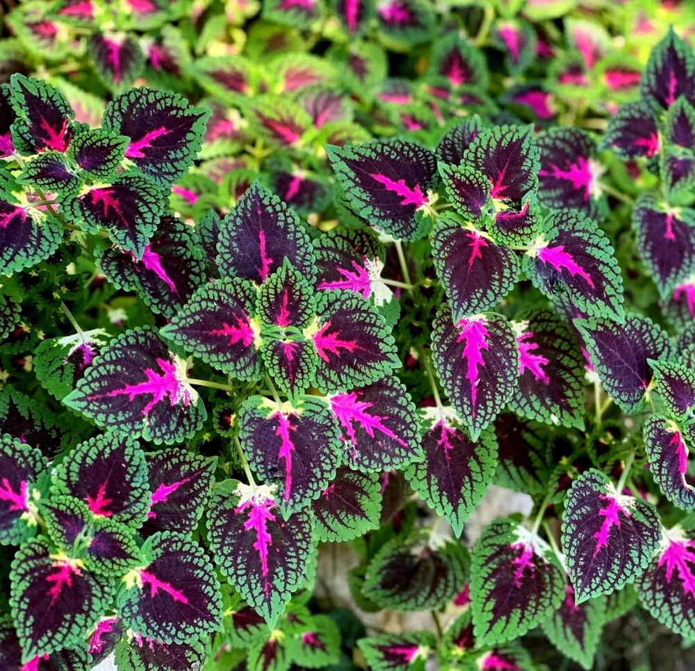 GIF subido por Blanca