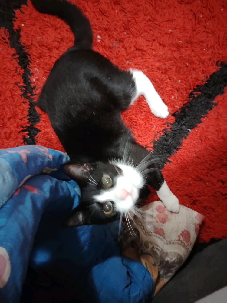 GIF încărcat de Sergiu