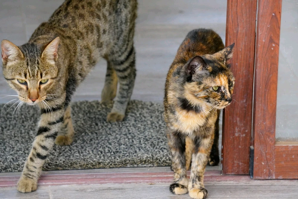 Imagen subida por Alexander