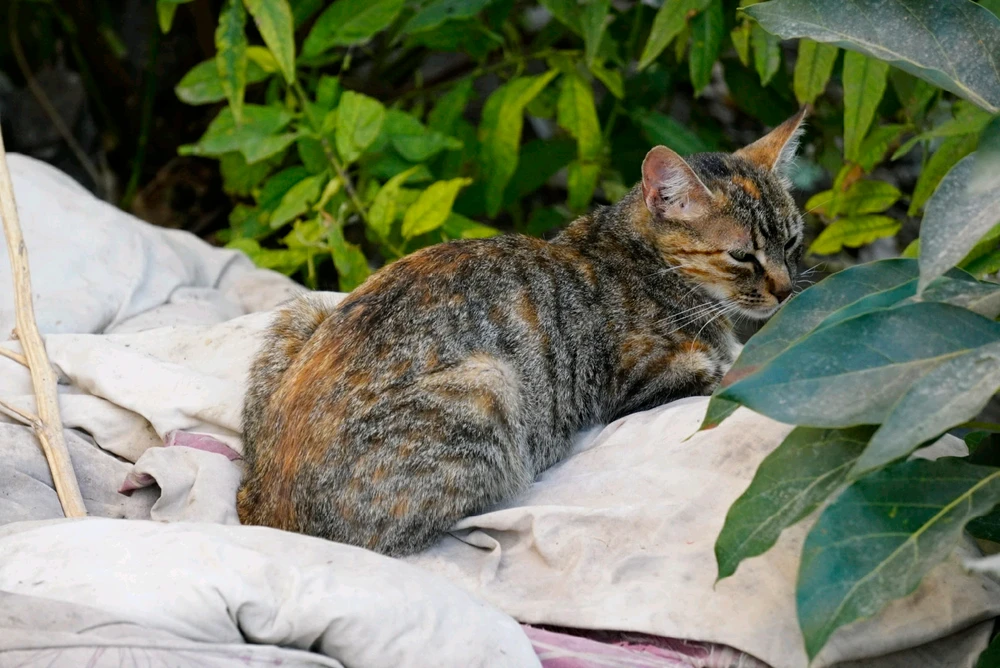 Imagen subida por Alexander